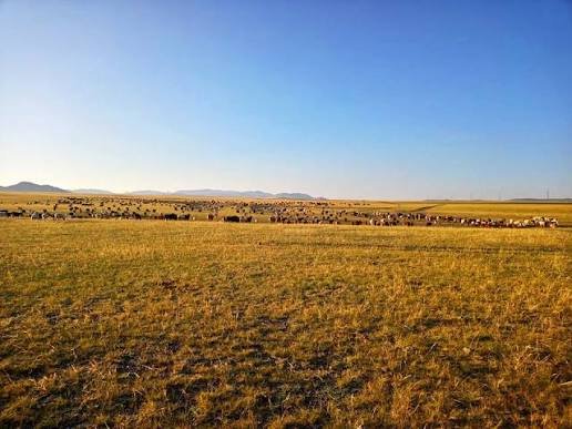 Бэлчээрийн ургамлын ургалт нийт нутгийн 40 хувьд дунд байна